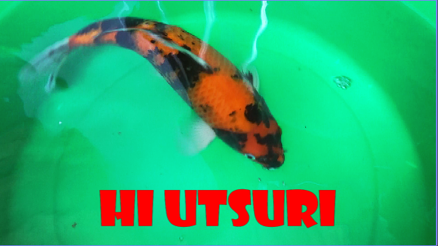 Hi Utsuri Koi (Red Version)
