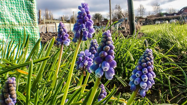 Hungerford allotment blog