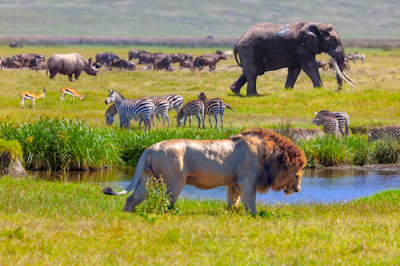 Serengeti national