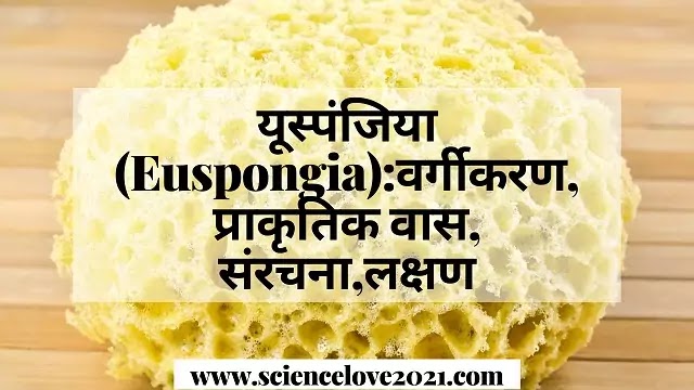 यूस्पंजिया (Euspongia):वर्गीकरण, प्राकृतिक वास, संरचना,लक्षण|hindi