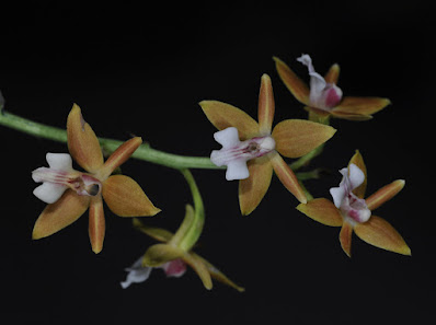 Calanthe graciliflora - Graceful Flowered Calanthe care