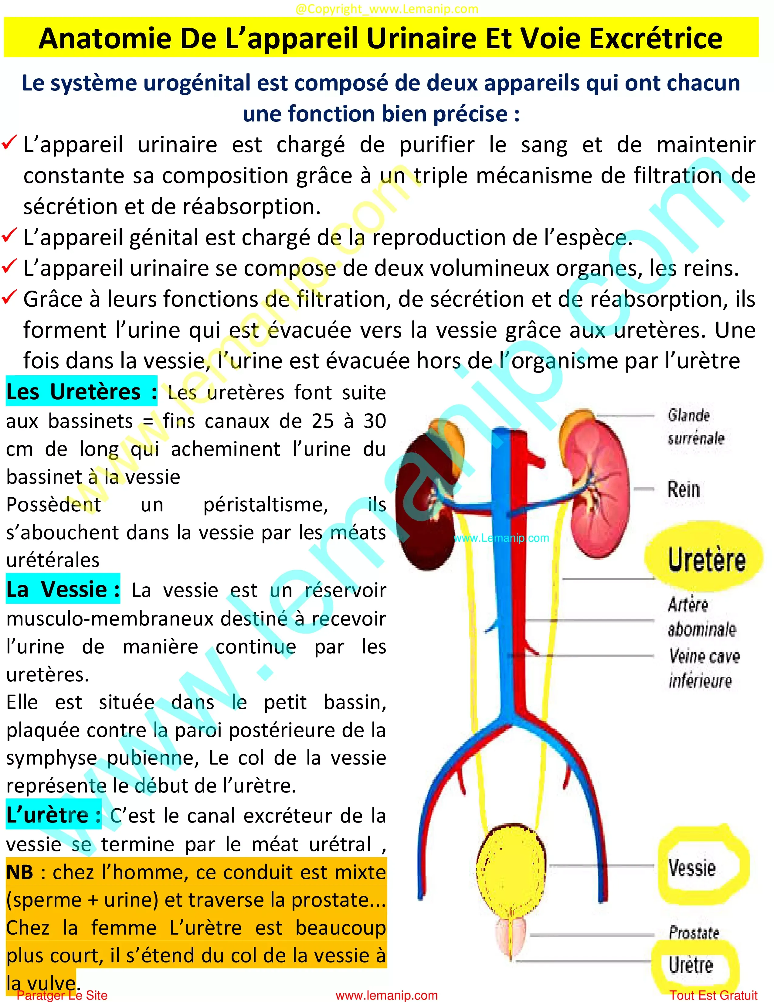 Anatomie De L’appareil Urinaire Et Voie Excrétrice