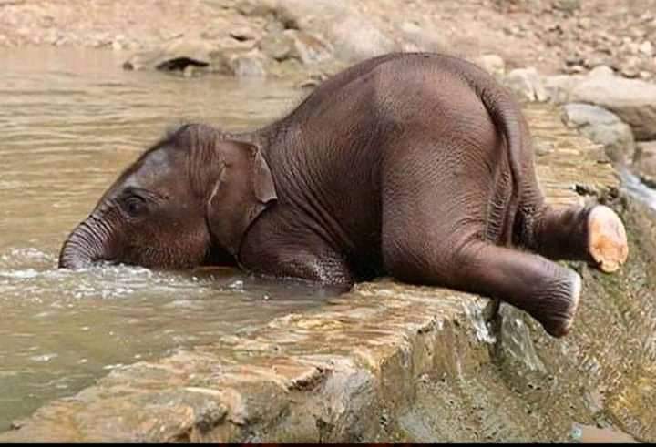 Baby Elephants Don't Know How To Drink Until They Are 9 Months Old