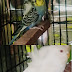 Hogoromo Females available