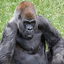 World’s oldest gorilla, Ozzie dies at 61