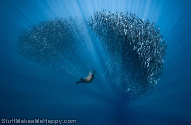 10. Water ballet” by Fabrice Guerin (Catg Underwater World)