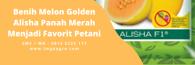 Melon kuning, melon emas, melon golden alisha, bibit melon golden, bibit melon