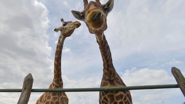 PF recolhe 15 girafas em resort e prende duas pessoas