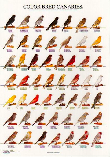 "Ultimate Canary Care: Cage Selection, Health Tips, and More!"