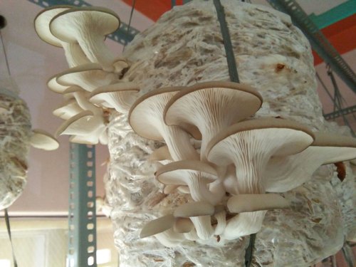 Oyster mushroom cultivation pdf India | Mushroom farming | Biobritte mushrooms