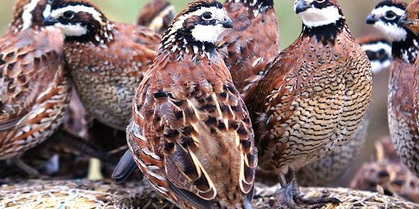 Are quails noisy?