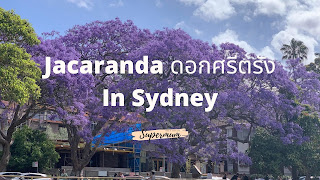 Jacaranda ดอกศรีตรังใน Sydney