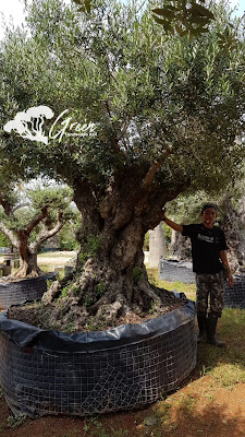 Jual Tanaman Hias Olive Tree (Pohon Zaitun) di Kendal