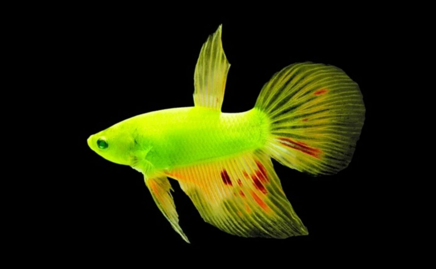 Ikan GloFish Tetra - Ikanhiasku.net