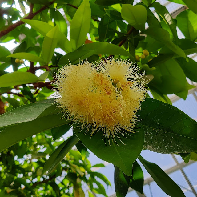 チョンプー(れんぷ)の花の写真