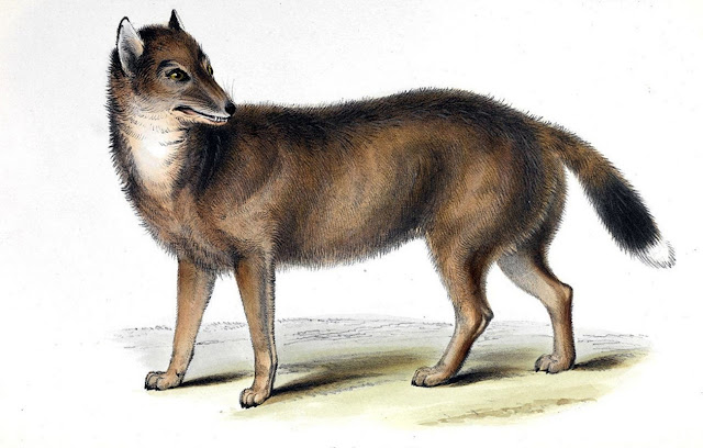 Варра (Dusicyon australis), также называемый с Фолклендских островов лисой или волком.
