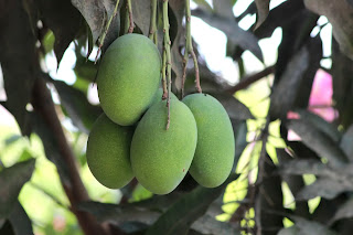 राष्ट्रीय फल(National fruit)- आम