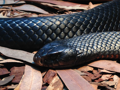 Biblical Meaning of Black Snakes in Dreams