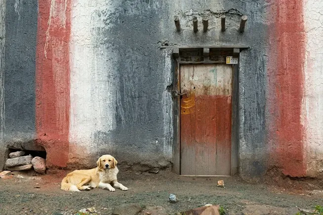 Dogs are a familiar presence in Tibetan houses and monasteries