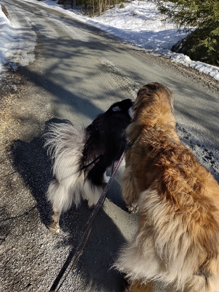 finsk lapphund leonberger