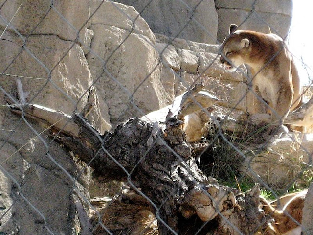 Mountain lion, Living Desert Zoo and Gardens, Carlsbad, NM. March 2010.