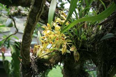 Oncidium auroincarum - Botanical Inca Gold Oncidium care