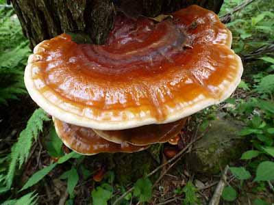 Ganoderma Mushroom Supplier in Triniland and Tobago | Ganoderma Mushroom Company in Triniland | Biobritte mushroom company