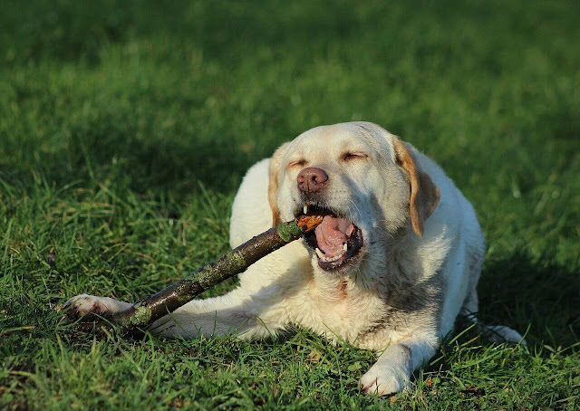 Why Do Dogs Eat Sticks?