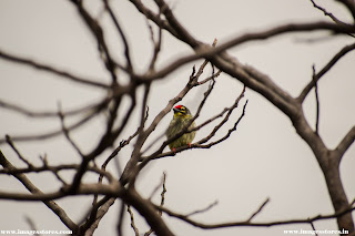 Green bird sitting on tree branch, best image of nature