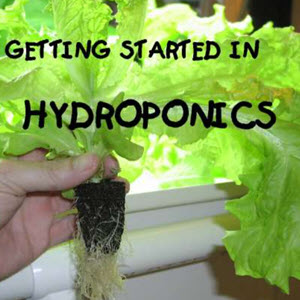 Hydroponics simplified by stella