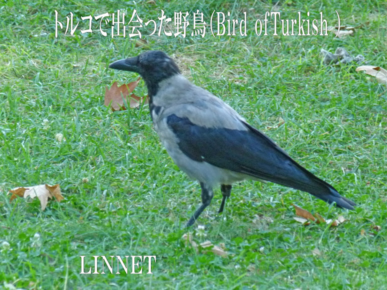 トルコで出会った野鳥　（Turkish bird）