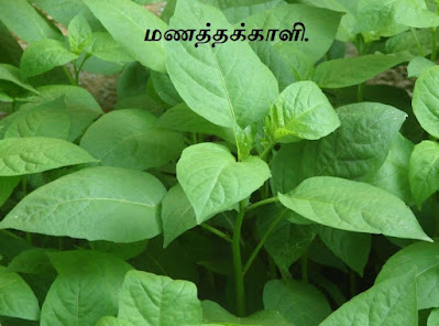 Manathakkali plant