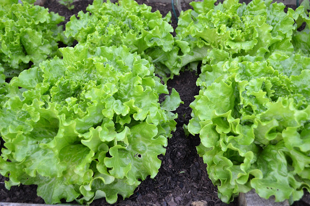 Growing Lettuce