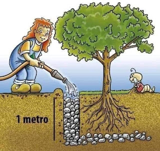 Método para plantar árboles en las principales ciudades