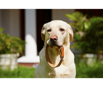 golden labrador dog holding a dog collar in their mouth