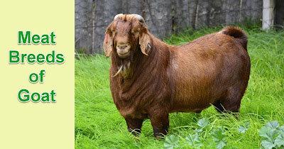 10 Famous Goat breeds for meat production