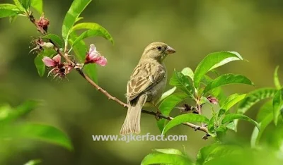 চড়ুই পাখির ছবি