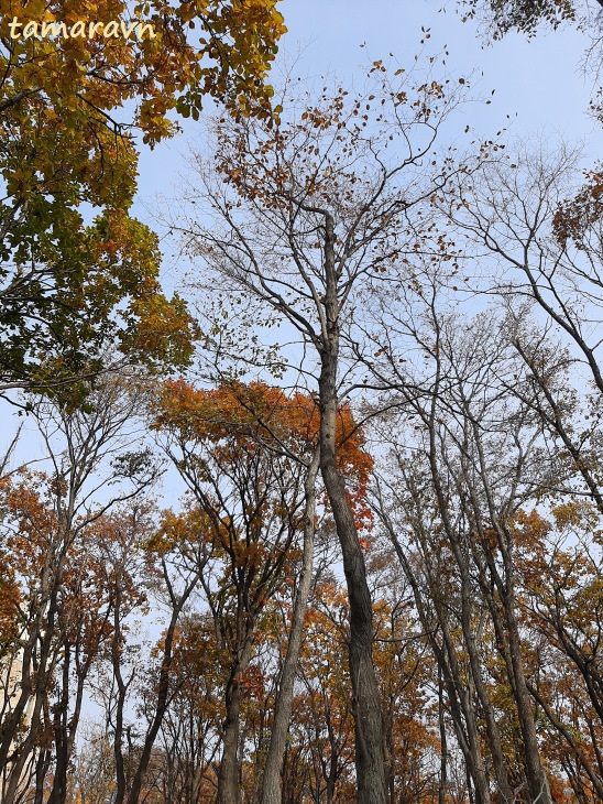 Мелкоплодник ольхолистный / Рябина ольхолистная (Micromeles alnifolia, =Sorbus alnifolia)