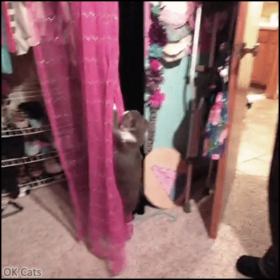Funny Kitten GIF • Like a Wrecking Ball, Kitten edition. Crazy Kitty swinging on curtains