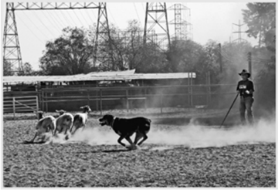 Titan, a rottweiler, at Jerome Stewart’s sheepherding facility