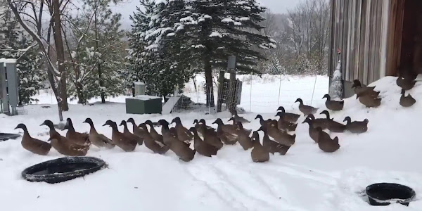 Do Ducks Like Cold Or Warm?
