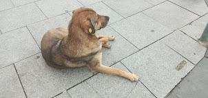 A " Tagged" stray dog at Meidan Bazar