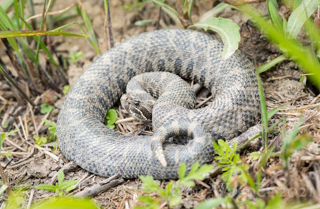 eastern massasauga rattlesnake ohio