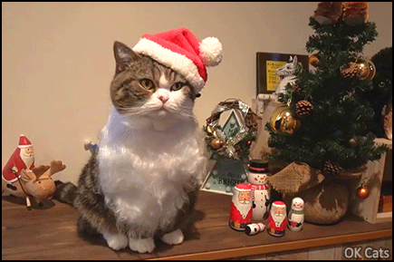 Christmas cat • 'Maru' is the new Santa cat. Look at his long white beard [ok-cats.com]