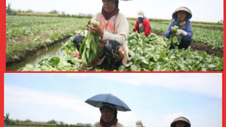 Akibat Banjir Gagal Panen Para Petani Gempol Sari Tangerang Alami Kerugian