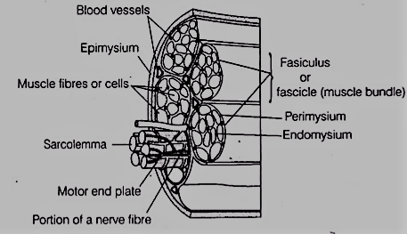 Composition of Muscle Bundle