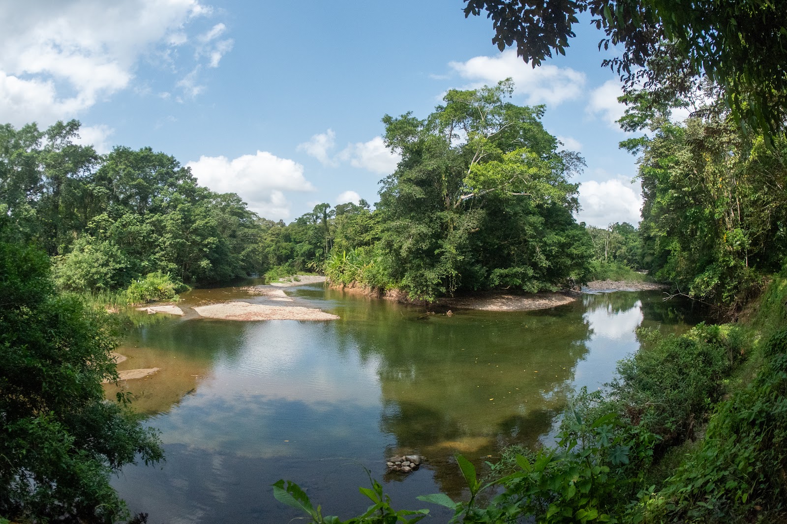 Día 8: Darien. Águila crestada - Panamá: Tras las águilas del Darién (5)