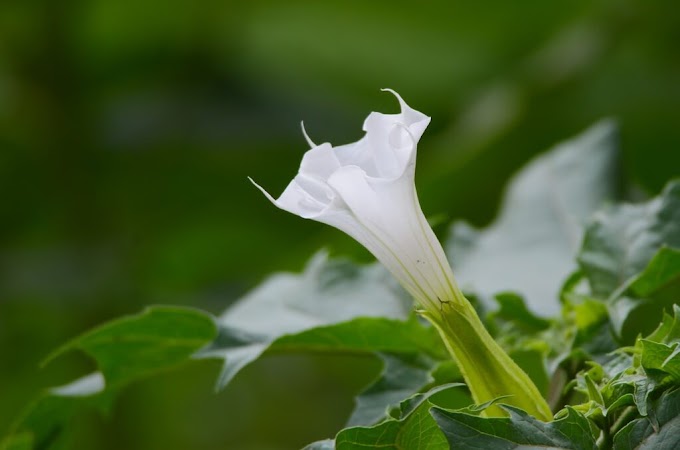 Cvijet Datura (Đavolja truba) 