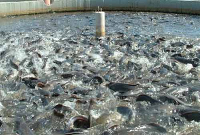 Cara ternak ikan patin di kolam dan keramba