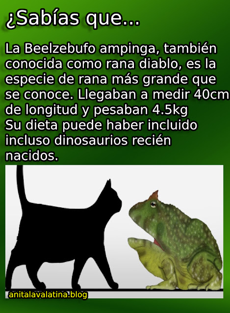 sabias que? curiosidades ¿Cuál es la rana más grande que ha existido?